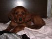 Продаются щенки ирландского сеттера, рождённые 7 июля 2011г. Помощь в выращивании, ветеринарная консультация.