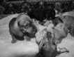 Миниатюрные щенки черно-подпаловой таксы (2 кобеля и 2 суки)