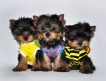 Маленькие, очаровательные щенки "йорки" мальчики, с красивой мордочкой и выразительными глазками!