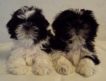 Великолепные щенки Ши-Тцу от титулованных родителей, мальчики и девочки, черно-белые и красно-белые, очень красивые мордочки, ну просто милашки!