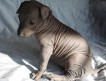 Продаются щенки редчайшей породы Мексиканская Голая Собака!