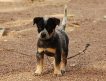 Продаются щенки очень редкой для России породы — австралийской пастушьей собаки (австралийского голубого хилера, австралийского кэттлдога)