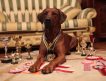Алиментный щенок родезийского риджбека шоу-класса от родителей-чемпионов
