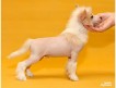 Продается Голый кобель китайской хохлатой собаки ЛавМэджик Импозантный мужчина, бело-шоколадного окраса.