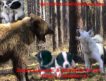 Продаю щенков Восточно-Сибирской лайки