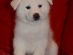 Продаем красивых щенков японской Акита Щенки от замечательных родителей, 3 мальчика и 3 девочки.