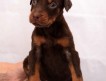 Продаю щенка Добермана с отличной родословной из питомника,рожден 24.01.2012г, окрас коричнево-подпалый.
