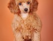 Пудель карликовый, очаровательный щенок ярко-абрикосового окраса