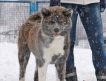 Питомник Рюутенсоу (Ркф) предлагает щенков акита-ину, редкого тигрового окраса, от привозных производителей (Япония)