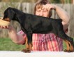 Продается перспективный щенок добермана! Сука, черно-подпалая, уши и хвост купированы, 2.5 месяца.