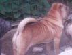 ШАРПЕЙ-элитных собак шоу класса голубого, черного, красного окрасов предлагает питомник O.Iskras. Питомник существует 14 лет.