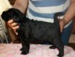 Продаются щенки русского черного терьера, дата рождения 15.06.2012 года