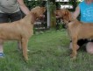 жесткошерстный венгерский выжла — Hungarian Wirehaired Vizsla puppys from Hungary