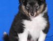 Продается щенок ШЕЛТИ шоу-класса, мальчик, окрас трёхцветный, рожд. 13.07.2012 для выставок и племенного разведения.