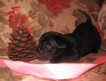 13.11.2012 родились щенки пти-брабансона. Свободны к резервированию кобель и сука черного окраса.