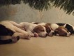 5 щенков породы Джек Рассел терьер, рожденных 11.11.2012 имеют отличную родословную, документы, привиты.