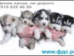 Продам черно-белых и серо-белых (волчий тип), высокопородистых щенков Хаски, с родословной, не дорого