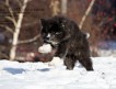 Продам щенка японской акита-ину, мальчика, недорого! Щенок редкого черно-тигрового окраса от титулованных родителей. Имеет брак — длинную шерсть.