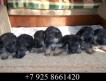 Продаются щенки восточно-европейской овчарки. дата рождения 28-03-2013. 4 мальчика и три очаровательные девочки.