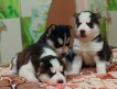 Предлагается к продаже замечательные щенки породы сибирский Хаски. Черно-белые, с голубыми (2 девочки и 1 парень) и карими (2 парня) глазами.