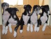 Щенки русской псовой борзой, рождены 5 апреля 2013 года (Шесть девчонок, окрасы темный бурмат и черный с белым.) от рабочих родителей.