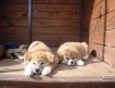 Предлагаем великолепных породных щенков Японской собаки Акита-ину. Рождены 31 июля — есть мальчики и девочки.