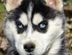 Щенки сибирской хаски черно-белого окраса с голубыми глазами и палевого окраса с разными глазами, 2мес, прививка, паспорт, возможна доставка.