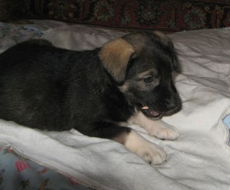 Щенки - Лабрадор - Черно-белый щенок лабрадора (метис), девочка, 4 месяца,  привитая, с отличным характером, ждет своих хозяев. - 1000 руб.