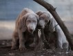 Продаю щеночков длинношёрстного веймаранера — очень редкой породы.