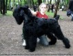 Замечательные щенки русского черного терьера