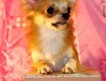 Чихуахуа щенка продаю, мини мальчик, рыжий с белым, длинно-шерстный, вес 1,7 кг